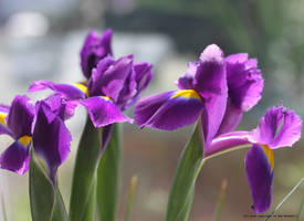Beautiful Irises