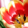 Sunny Tulip