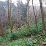 Woods Tapeley Park . Instow