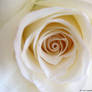 White furled rose