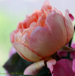 Apricot Rose