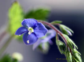 Germander Speedwell on grass