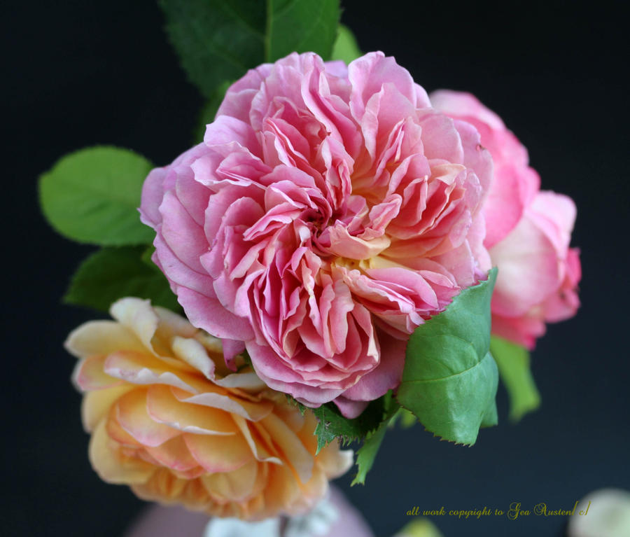 Portraits of Roses