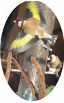 Goldfinch gif. by GeaAusten
