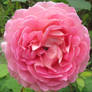 Pink Garden Rose