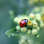 Lovely Ladybird on Common ragwort