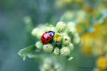 Lovely Ladybird on Common ragwort by GeaAusten