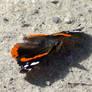 Red Admiral on wall 111