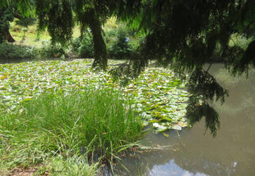 Trees over Lake