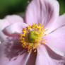 Anenome Japonica