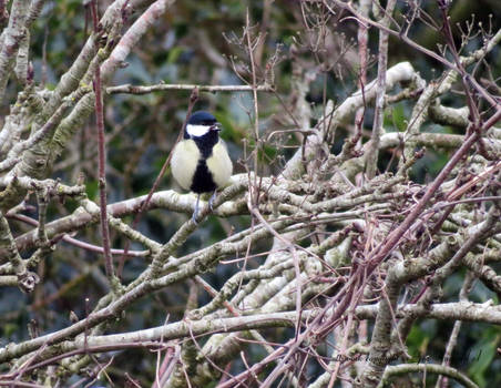 Parus major