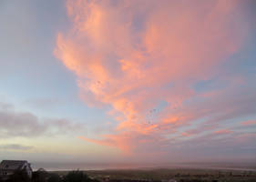 Pink clouds with birds