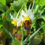 Bee on Narcissi