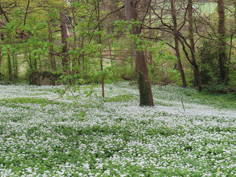 Wild Garlic at Tapeley Park