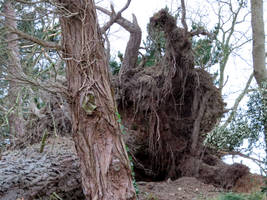 Tree Roots Storm Darragh Tapeley Park DEVON