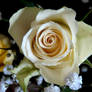 cream rose