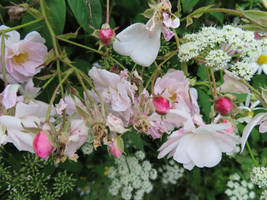 Pauls Himalayan Musk with buds