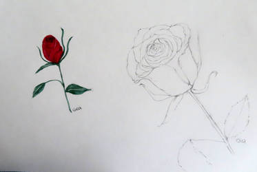 Rose Practice