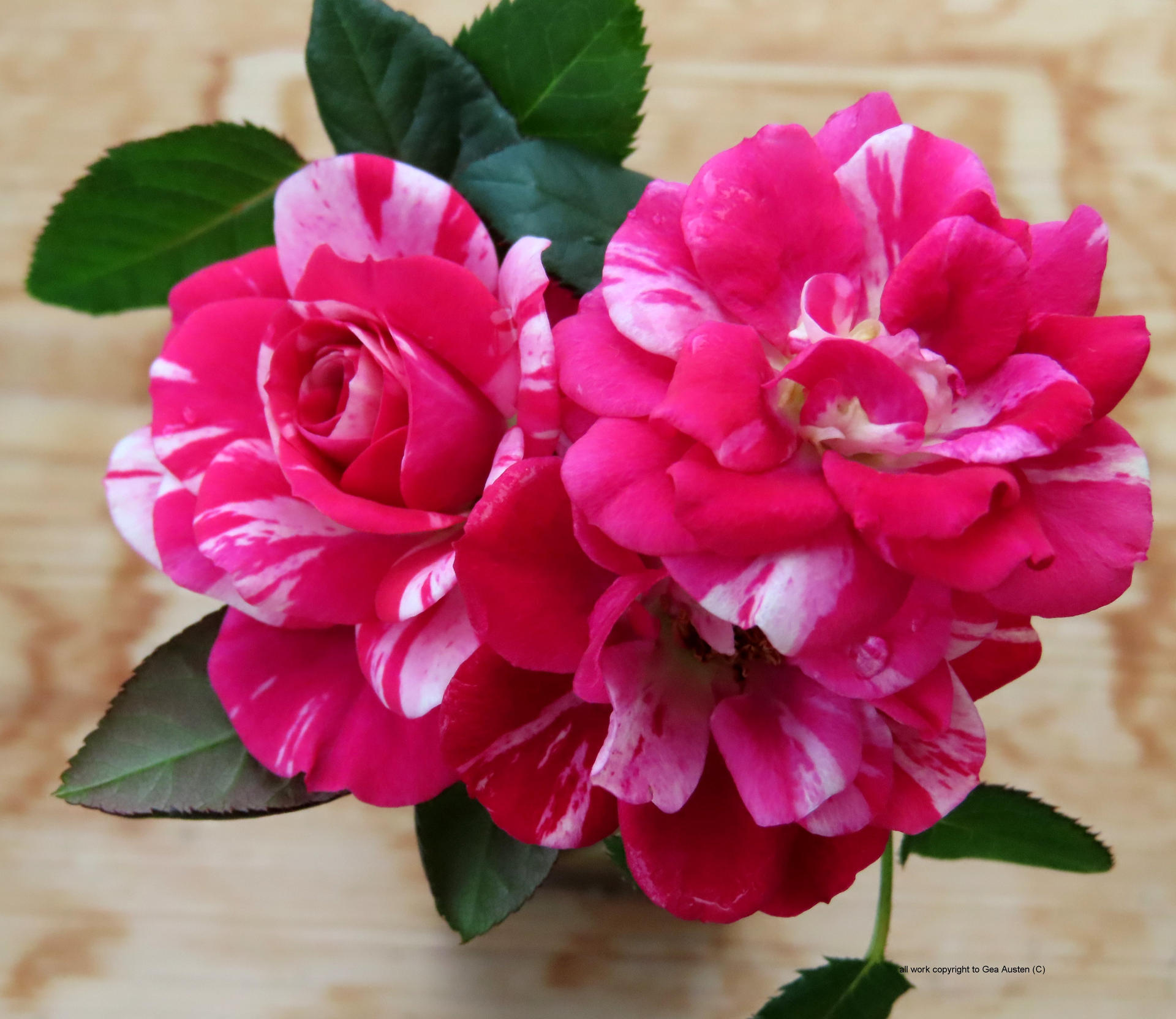 Miniature Roses by GeaAusten on DeviantArt