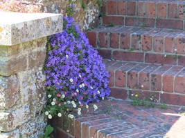 Aubretia