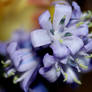 Bluebells