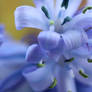 Lovely Blue