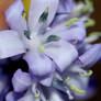 Closer to the Bluebells blue