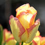 The light on the Tulip