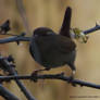Img 0846wren
