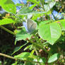 Holly Blue
