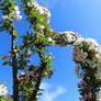 Miniature Apple Blossom today