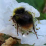 Busy Bee
