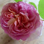 lovely rose