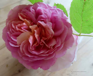 lovely rose