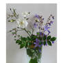 delicate flowers