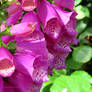 Tree Bee and Foxglove