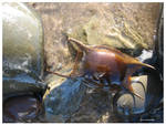 SHARK EGG WESTWARD HO devon by GeaAusten