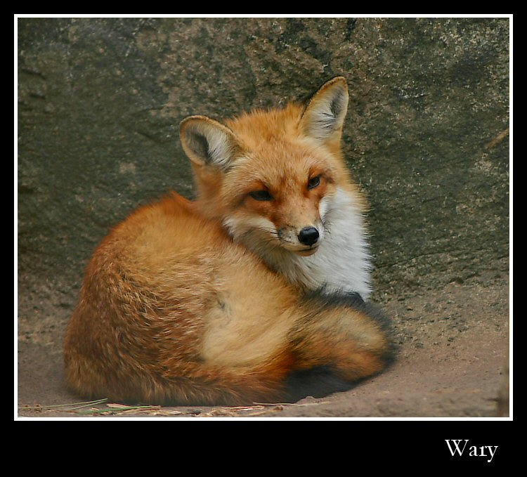 Wary