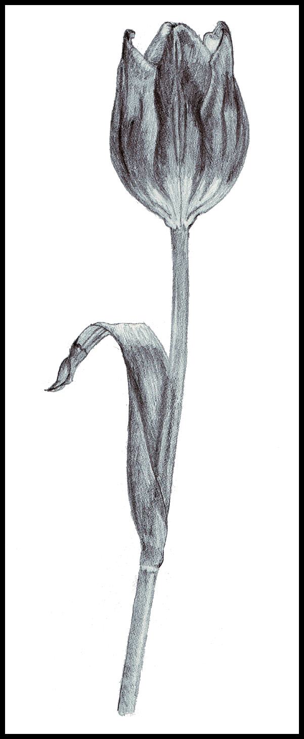 Tulip - Pencil