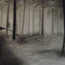 Dark Forest