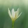 simply white flower