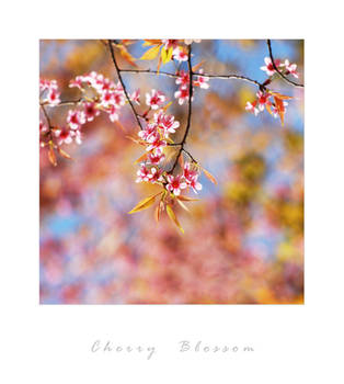cherry blossom by arthika