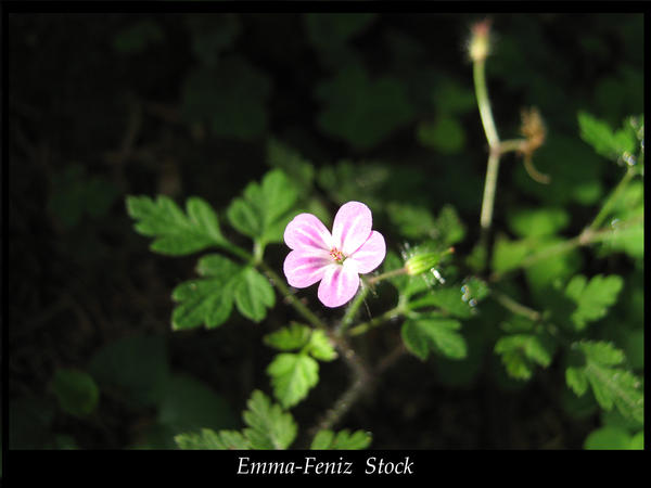 Pink Flower