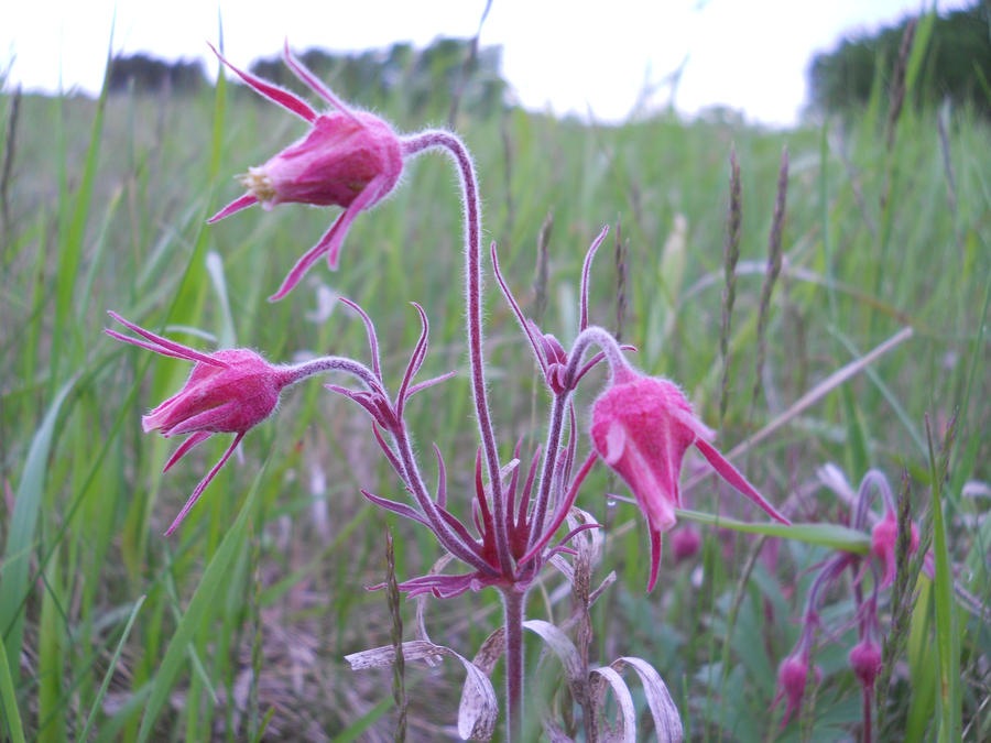 monster field by unconditional-love22 on DeviantArt