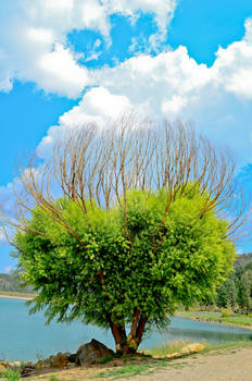 Tree by the lake