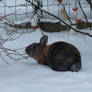 loulou in the snow