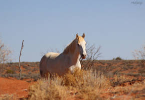 White Brumby