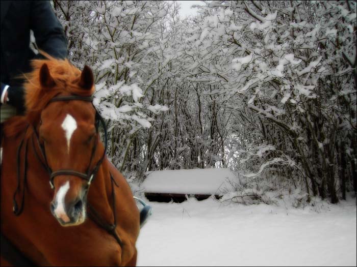 Snow Chestnut