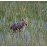 Coyote In The Meadow