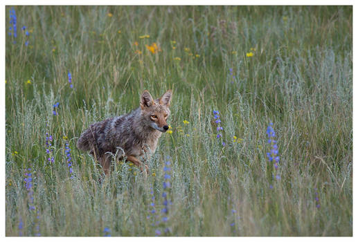 Coyote In The Meadow